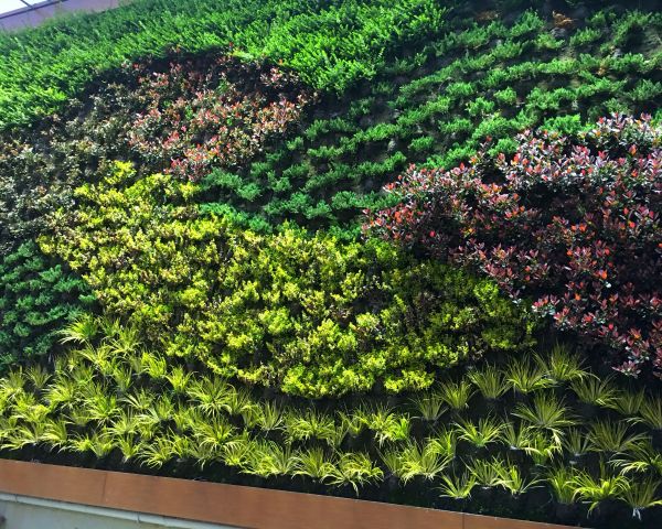 jardin vertical