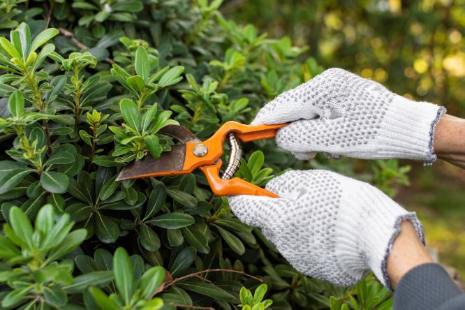 cerrar las hojas de las plantas de -corte